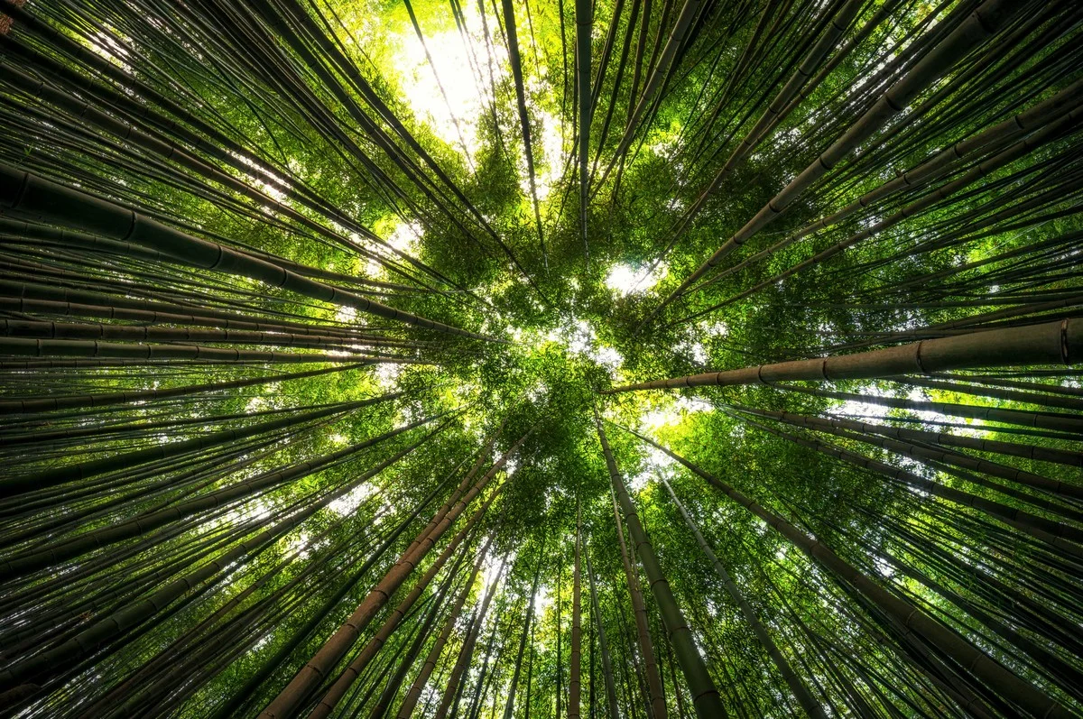 Lecciones de bambú 36