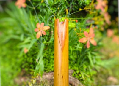 Quenacho Bambu Especial C | Ashar