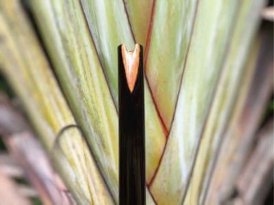 Quenacho - Flauta Estilo Quenacho - Bambu & Black - Imagem 3