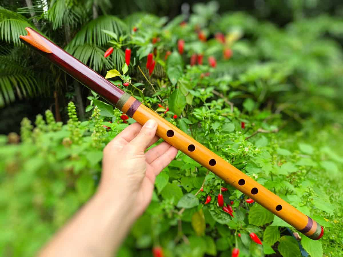 Quenacho Bambu e Mogno D | Ashar