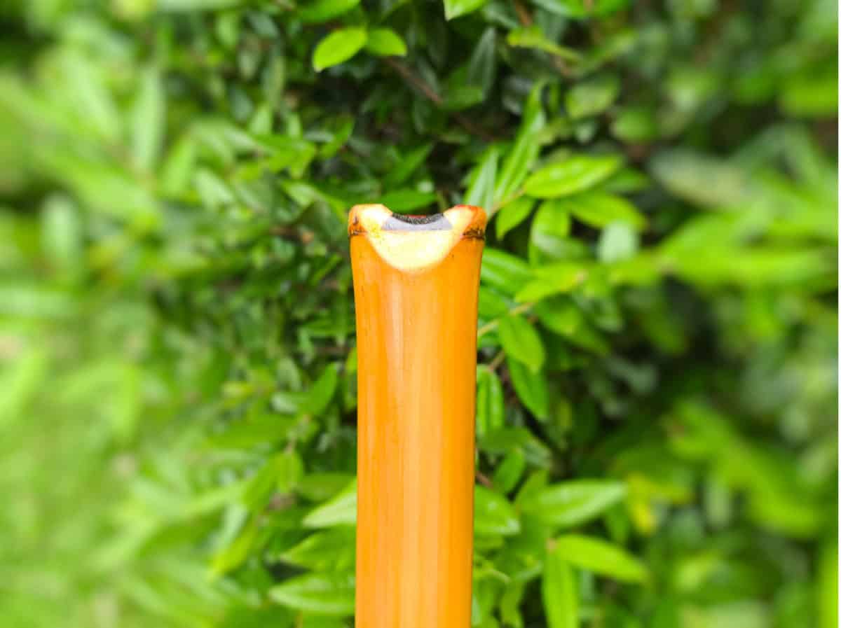 Shakuhachi Ashar C 2.0